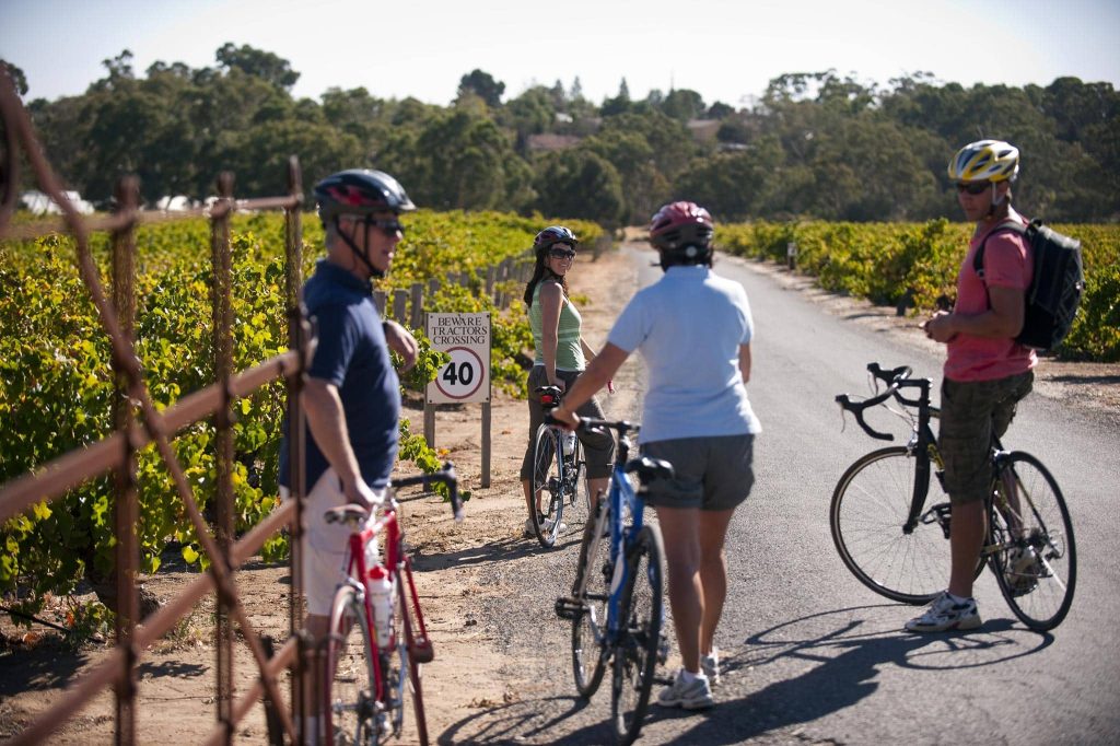 Stonewell Cottages Vineyards 109722 2 SA Media Gallery Cycling Through Vineyards
