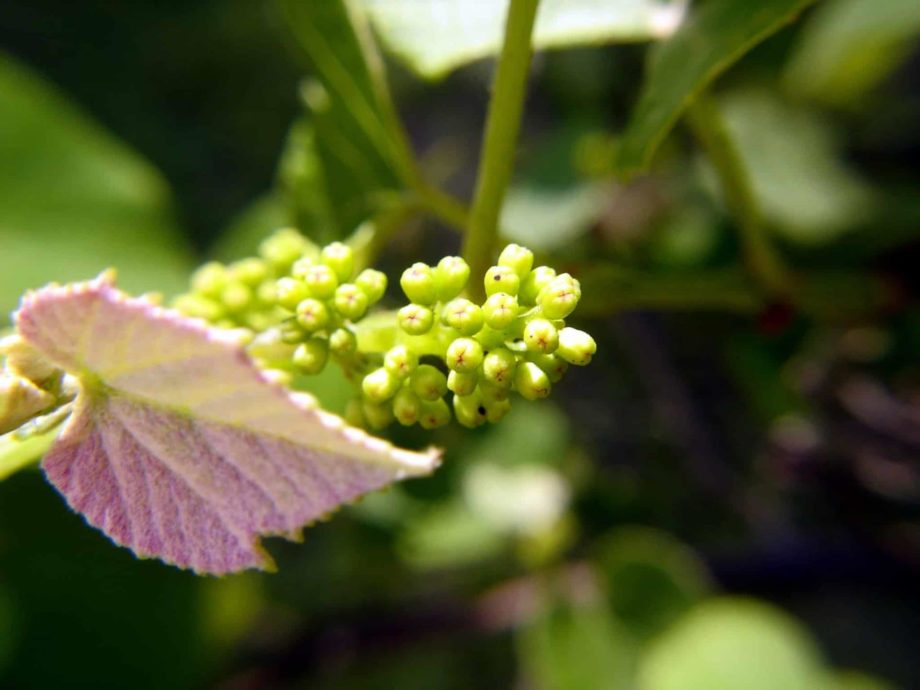 Grapevines at budburst