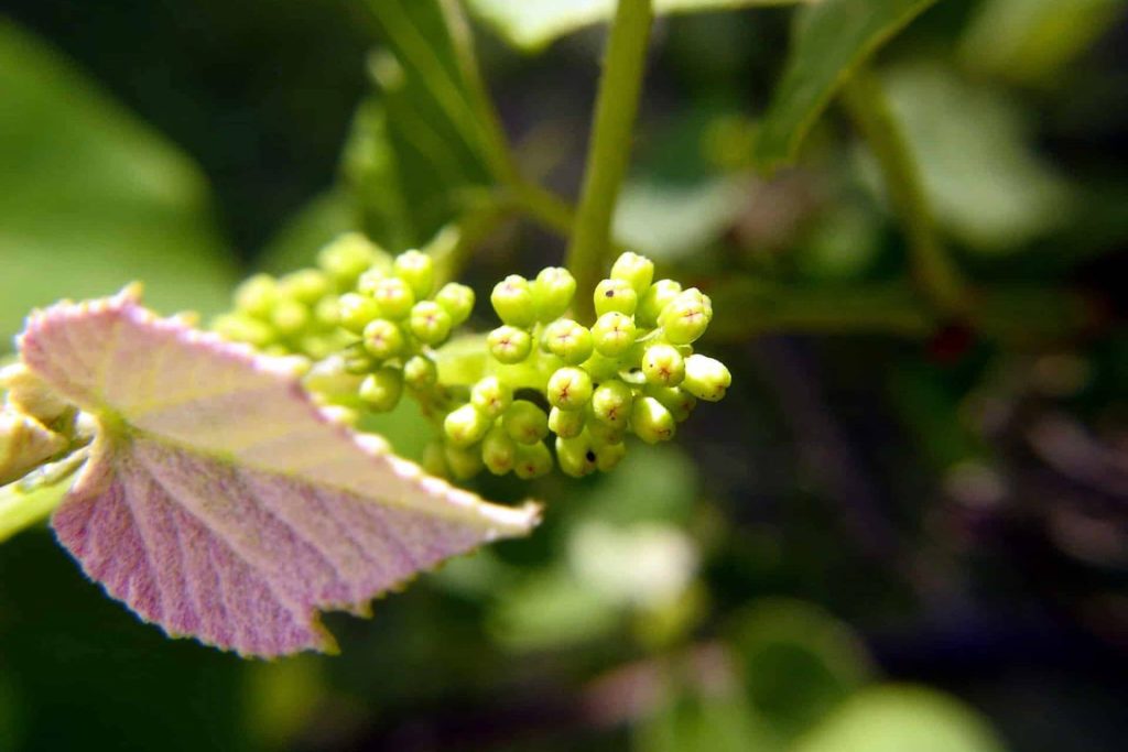 Grapevines During Flowering